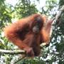 J+42 - Bukit Lawang - Jungle...