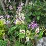 Thaïlande - orchidee  