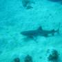 Australie - 