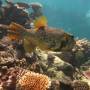 Australie - 