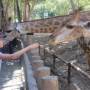 Thaïlande - zoo de chiang mai