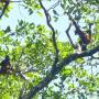 Costa Rica - Singe écureuil