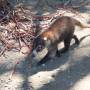Costa Rica - Coati mon coati