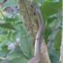 Costa Rica - Serpent 