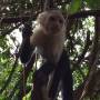 Costa Rica - Singe capucin