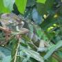 Costa Rica - Iguane