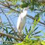 Costa Rica - héron blanc