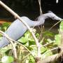 Costa Rica - Héron 