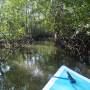 Costa Rica - Mangrove