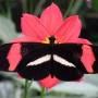 Costa Rica - Papillon