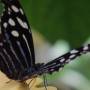Costa Rica - Papillon