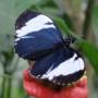 Costa Rica - Papillon
