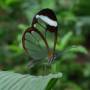 Costa Rica - Papillon