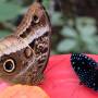 Costa Rica - Papillon oeil d