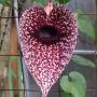 Costa Rica - aristolochia grandiflora