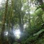 Costa Rica - cloud forest