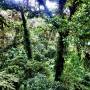 Costa Rica - cloud forest