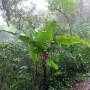 Costa Rica - Cloud Forest