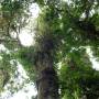 Costa Rica - Cloud Forest