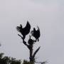 Costa Rica - Black vulture