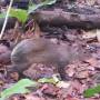 Costa Rica - Agouti