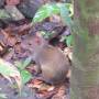Costa Rica - Agouti