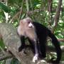 Costa Rica - white face monkey