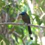 Costa Rica - blue crowned motmot