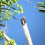 Costa Rica - woody wood pecker