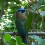 Costa Rica - Blue Crowned Motmot