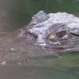 Costa Rica - Crocodile