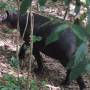 Costa Rica - Tapir de beird