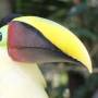 Costa Rica - Toucan