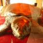 Viêt Nam - la tortue de hoan kiem