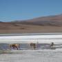 Bolivie - 