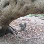 USA - écureuil au golden gate park