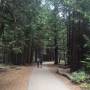 Mariposa Grove