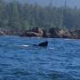 Canada - grey whale tale