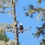 Canada - Bald eagle