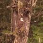 Canada - bald eagle