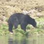 Canada - bear in tofino bay