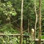 Malaisie - Ceci est un air-orang outan