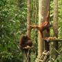 Malaisie - Ceci est un (voire deux) orang outans