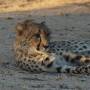 Namibie - guepard1