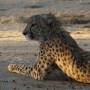Namibie - guepard4