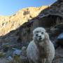 Pérou - Canyon del Colca