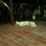 Philippines - Baboy, chilling sur la terrasse