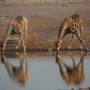Namibie - girafe