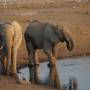 Namibie - elephant