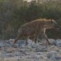 Etosha - 4 nuits dans ce parc...